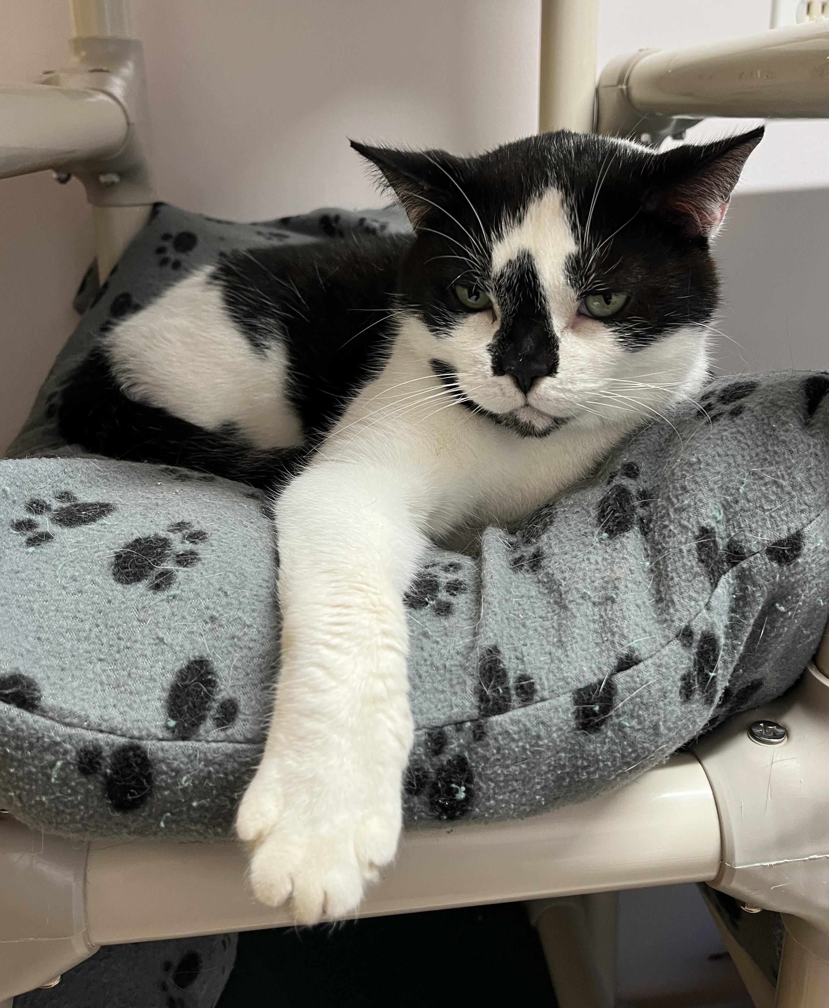 MITTENS (CR/SC), a Adoptable American Shorthair in Sainte-Angele-de-Monnoir, QC image 3/6