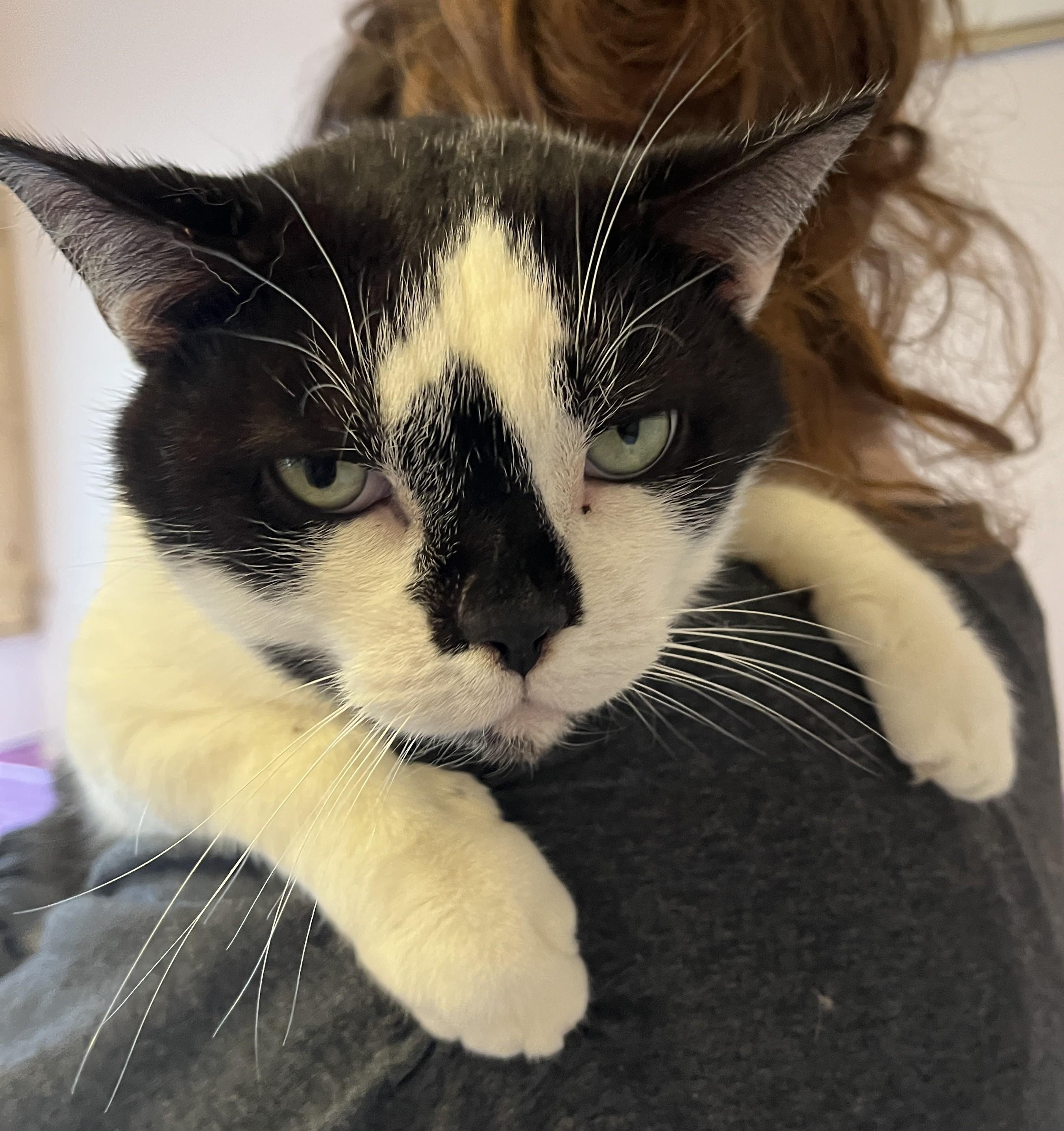 MITTENS (CR/SC), a Adoptable American Shorthair in Sainte-Angele-de-Monnoir, QC image 4/6