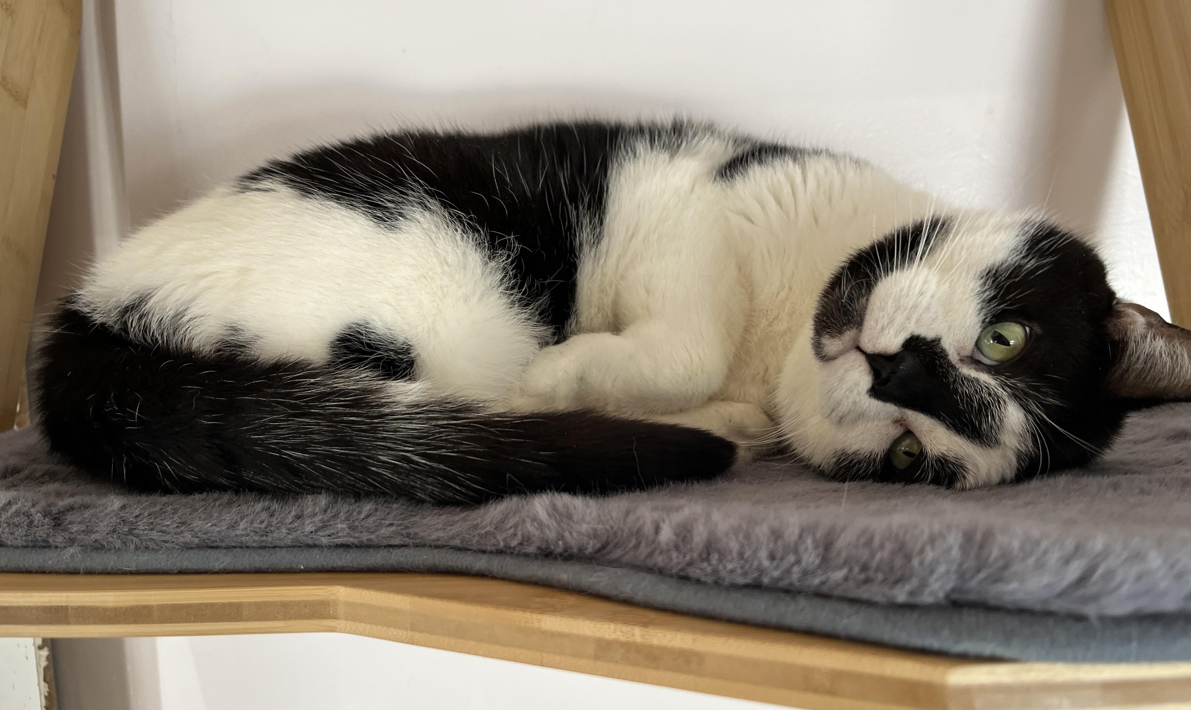 Enlarge MITTENS (CR/SC), an adopted American Shorthair in Sainte-Angele-de-Monnoir, QC image 6/6