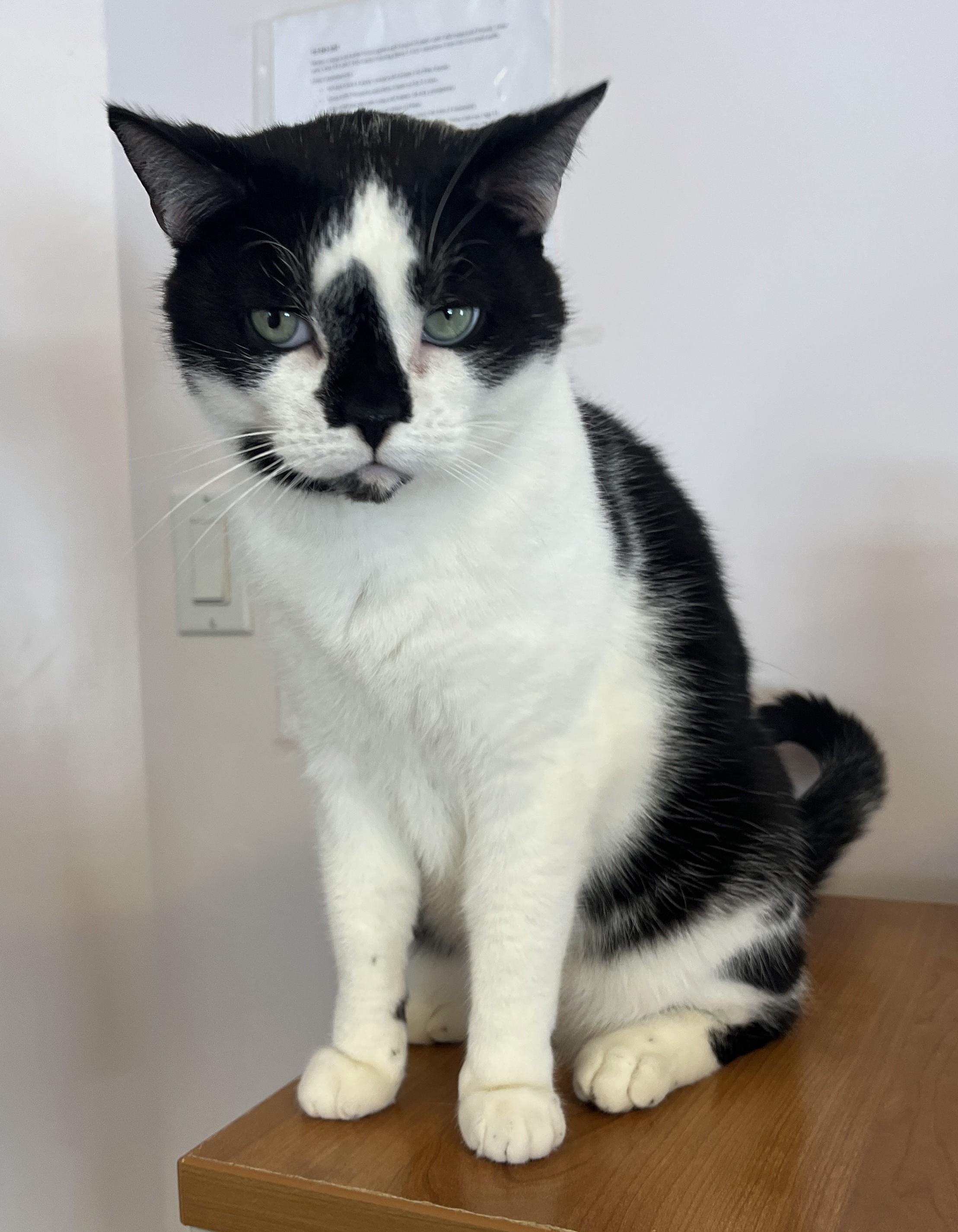 Enlarge MITTENS (CR/SC), an adopted American Shorthair in Sainte-Angele-de-Monnoir, QC image 3/6