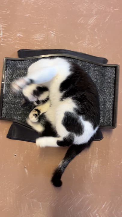 Enlarge MITTENS (CR/SC), a Adoptable American Shorthair in Sainte-Angele-de-Monnoir, QC video 6/6