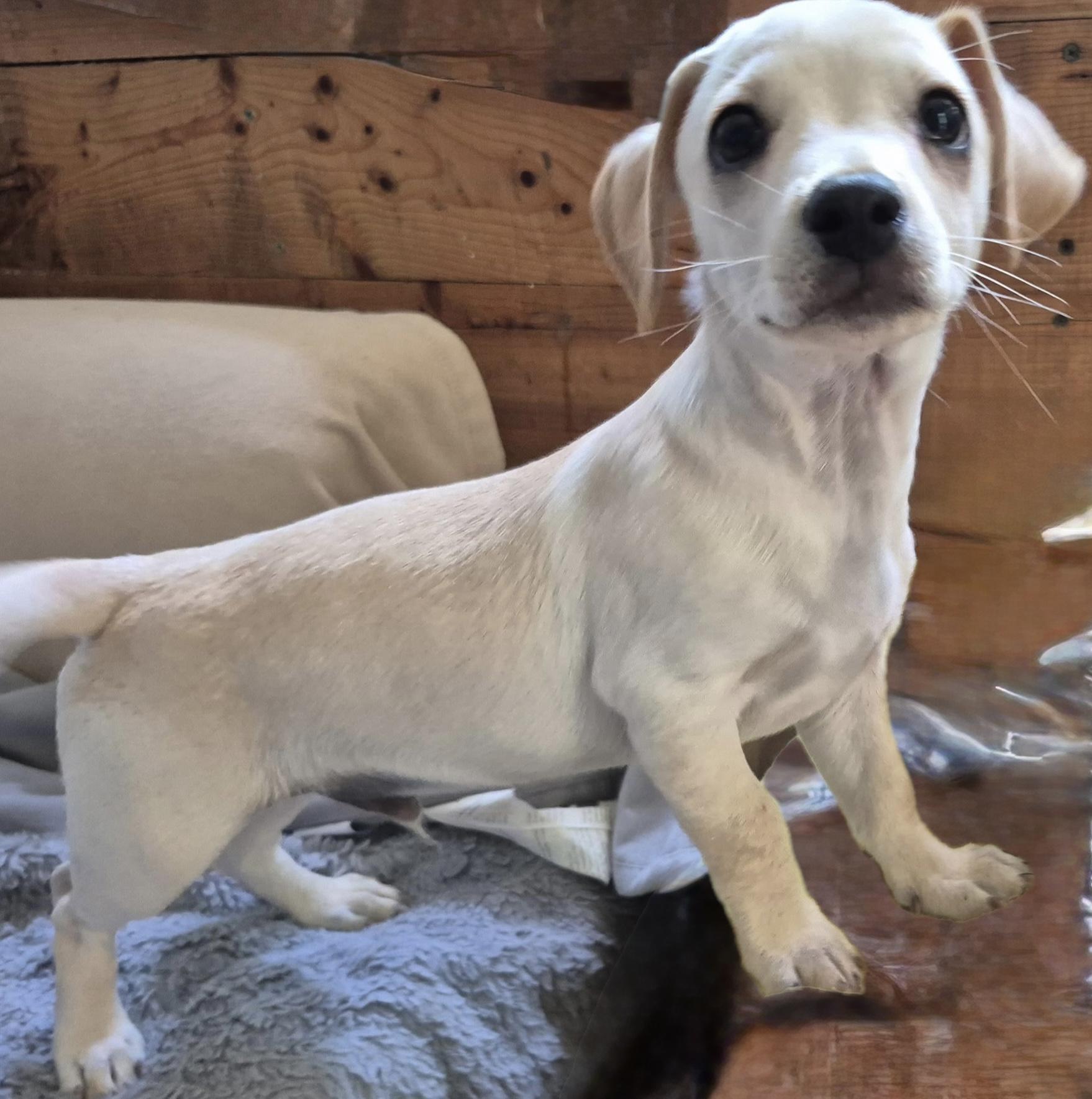 Zephyrus, a ADOPTABLE mixed breed in Long Beach, CA image 4/4