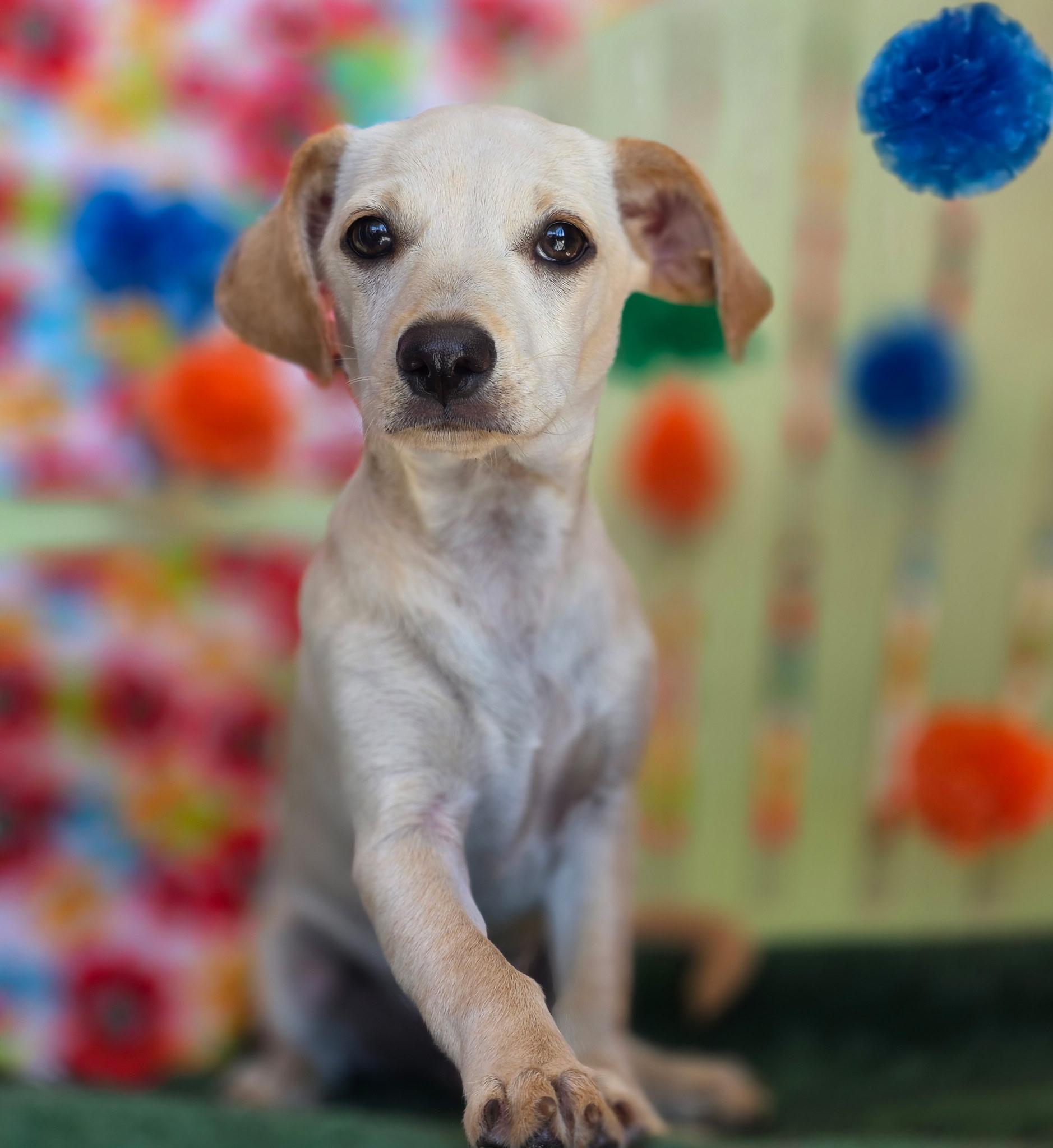 Enlarge Zephyrus, an adopted mixed breed in Long Beach, CA image 2/6
