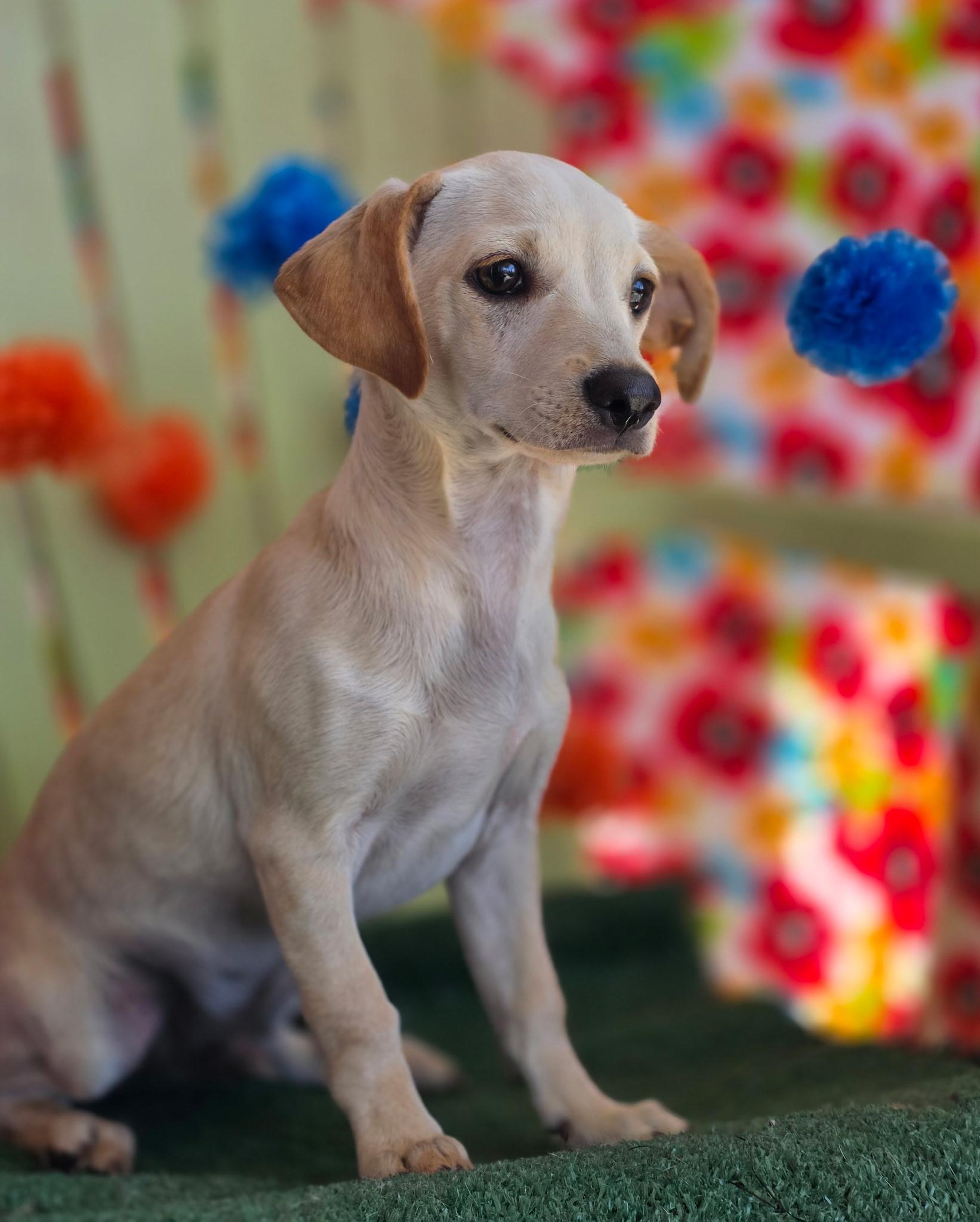 Enlarge Zephyrus, an adopted mixed breed in Long Beach, CA image 4/6