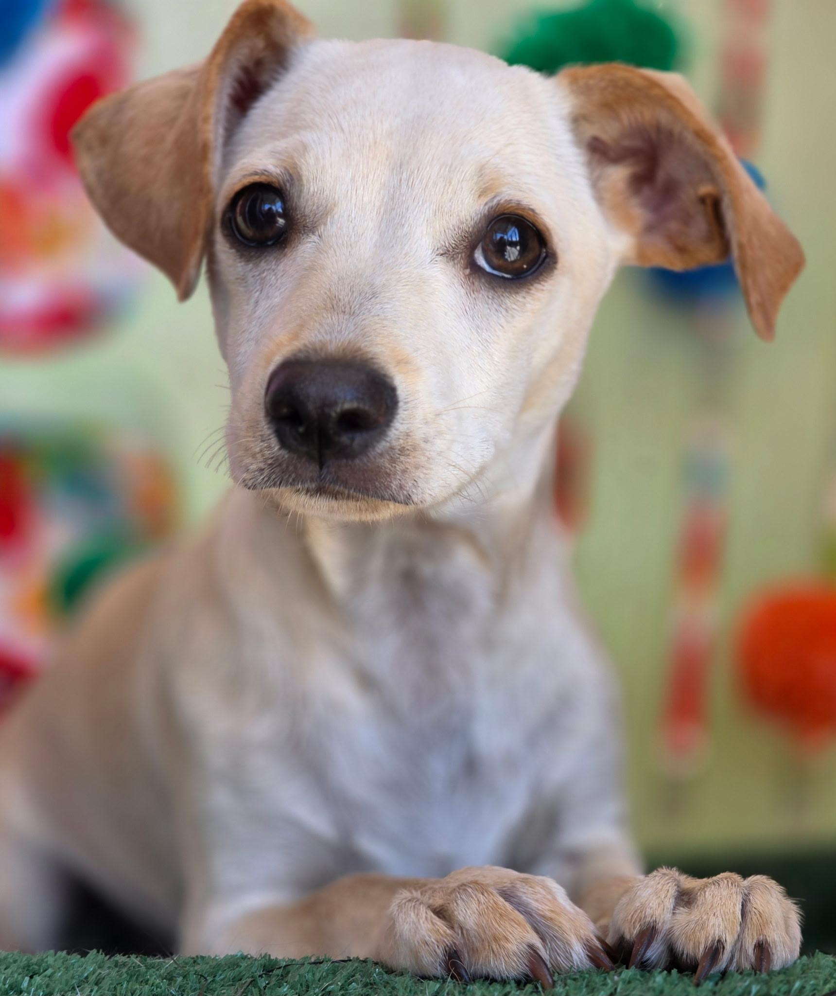 Enlarge Zephyrus, an adopted mixed breed in Long Beach, CA image 1/6