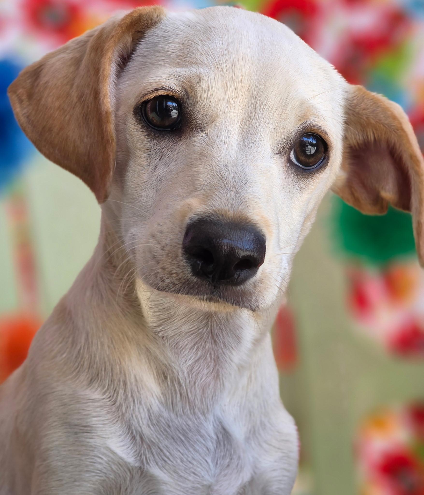 Enlarge Zephyrus, an adopted mixed breed in Long Beach, CA image 6/6