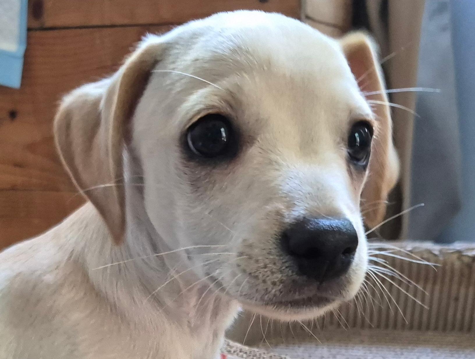 Zephyrus, a ADOPTABLE mixed breed in Long Beach, CA image 2/4