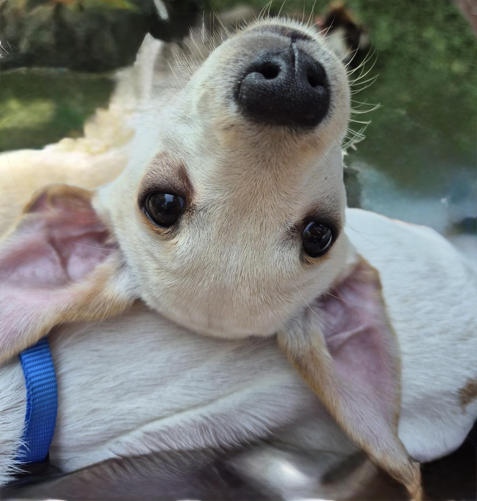 Zephyrus, a ADOPTABLE mixed breed in Long Beach, CA image 3/4