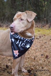 Sammy, a Adoptable mixed breed in Manhasset, NY image 5/5