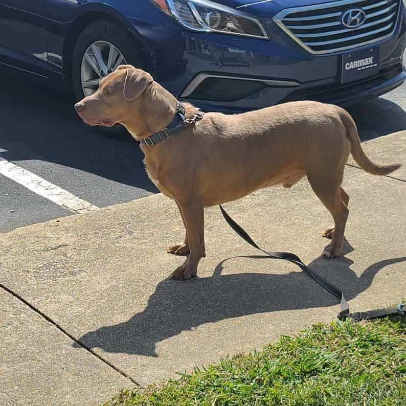 Sammy, a Adoptable mixed breed in Manhasset, NY image 4/5