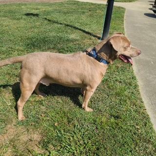 Sammy, a Adoptable mixed breed in Manhasset, NY image 2/5