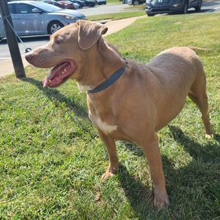 Sammy, a Adoptable mixed breed in Manhasset, NY image 1/5