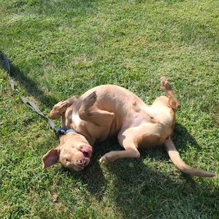 Sammy, a Adoptable mixed breed in Manhasset, NY image 3/5