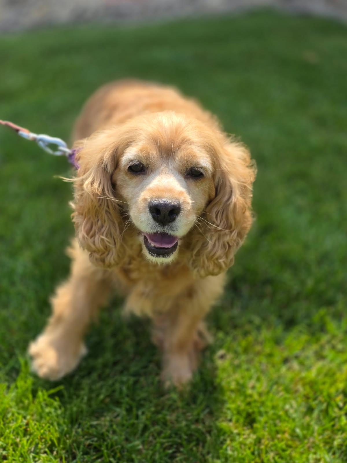 Enlarge Blondie, an adopted Cocker Spaniel in Orland Park, IL image 2/3