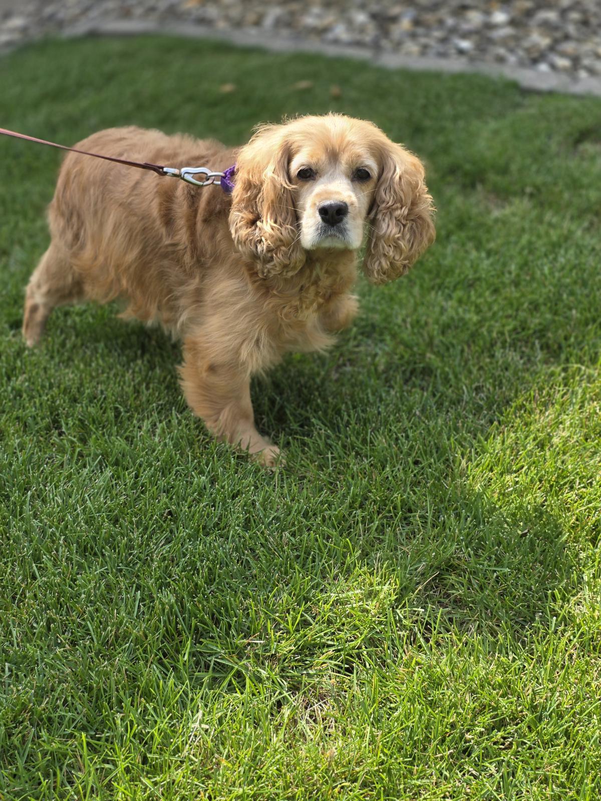 Enlarge Blondie, an adopted Cocker Spaniel in Orland Park, IL image 3/3