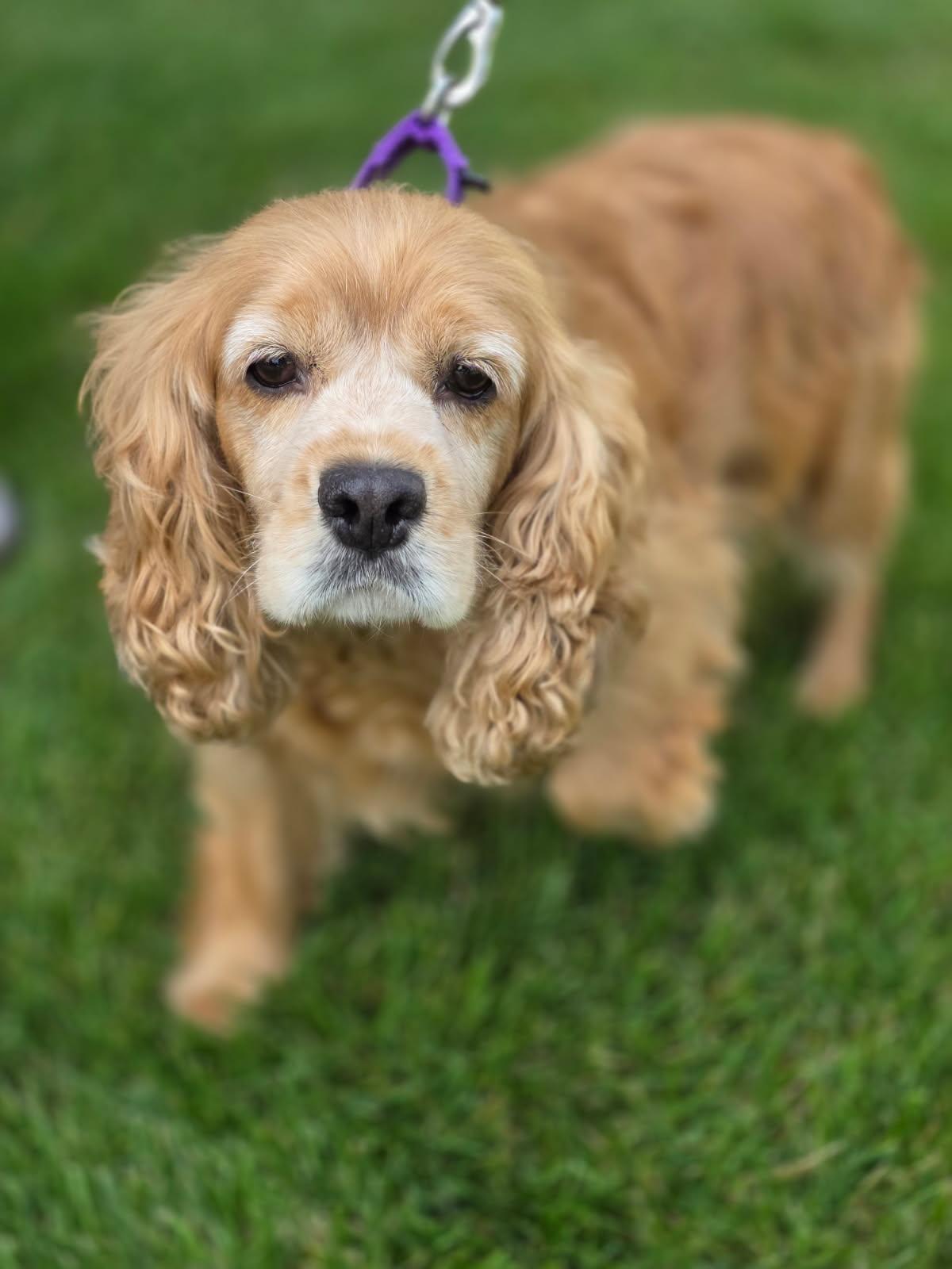 Blondie, adopted, Adult Female Cocker Spaniel.