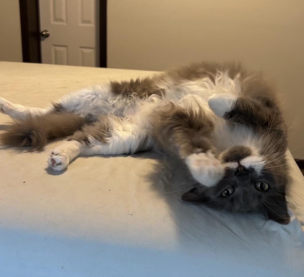 Flint, an adopted Domestic Long Hair in Maineville, OH image 2/3