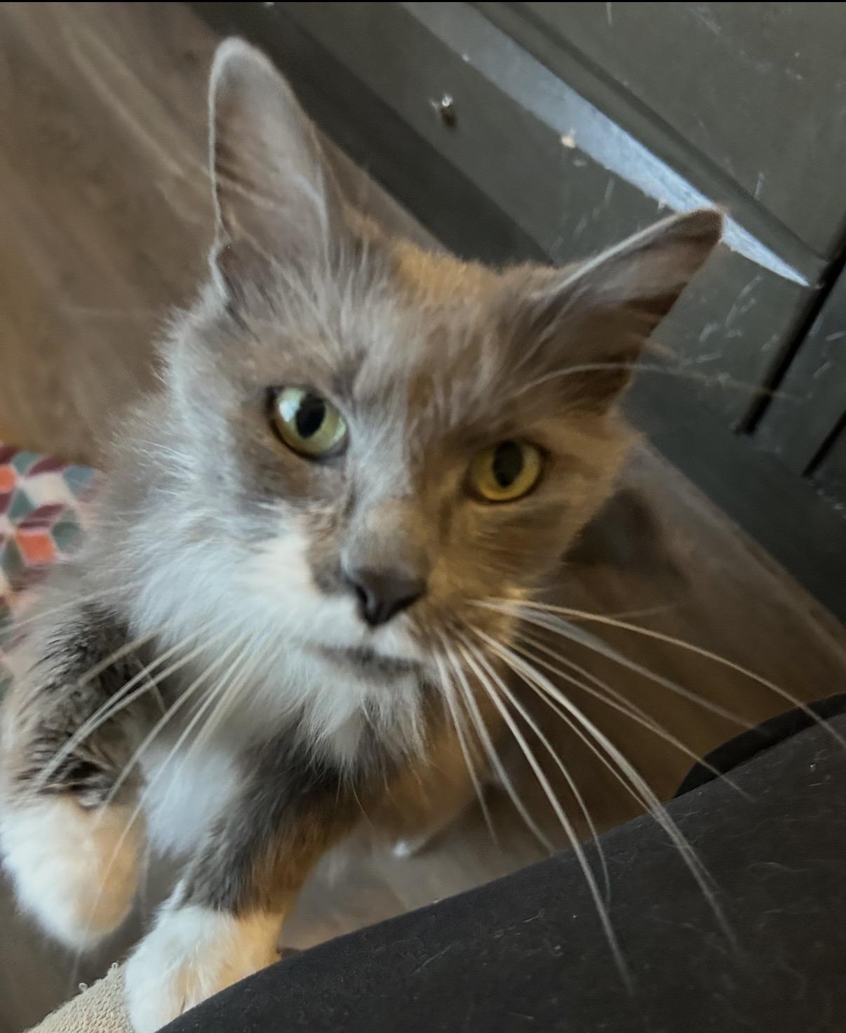 Flint, an adopted Domestic Long Hair in Maineville, OH image 3/3