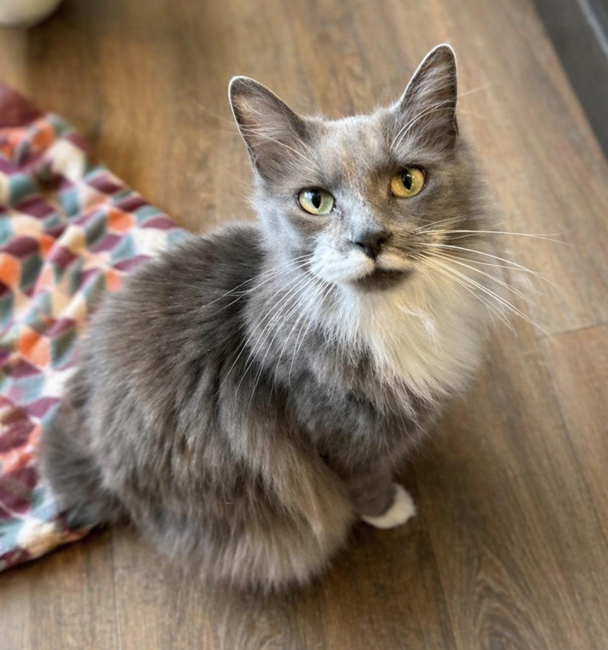 Flint, adopted, Adult Male Domestic Long Hair.
