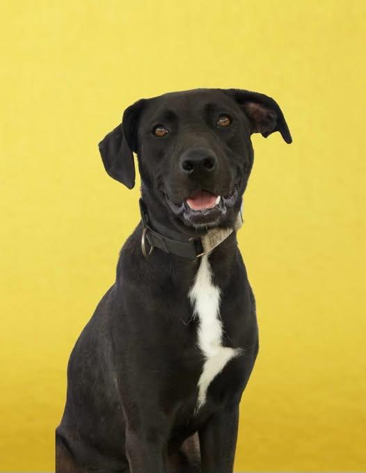 Enlarge Janet, a Adopted Mixed Breed in SPRINGFIELD, OH image 1/1
