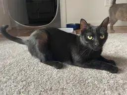 Zola, Adopted, Adult Female Domestic Short Hair.