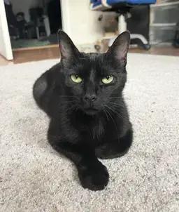 Enlarge Zola, a Adopted mixed breed in West Mifflin, PA image 2/2