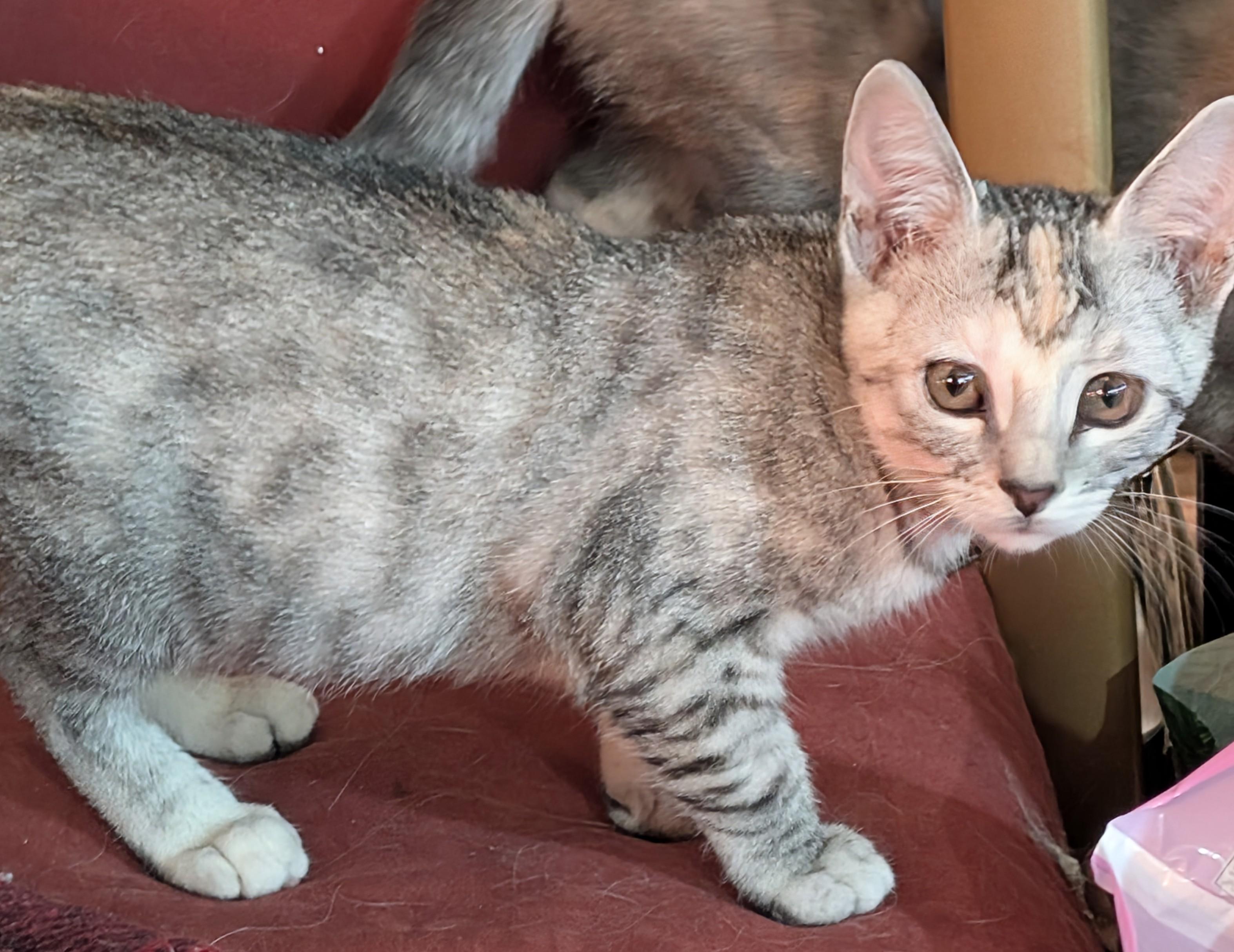 Enlarge Star-kj/ssb, a ADOPTABLE mixed breed in Burlington, WA image 5/5