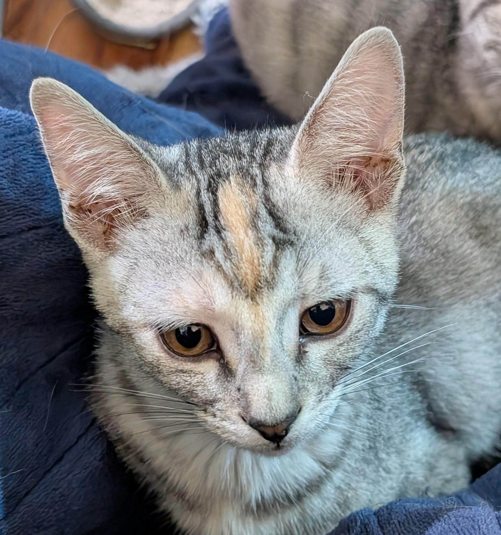 Enlarge Star-kj/ssb, a ADOPTABLE mixed breed in Burlington, WA image 3/5