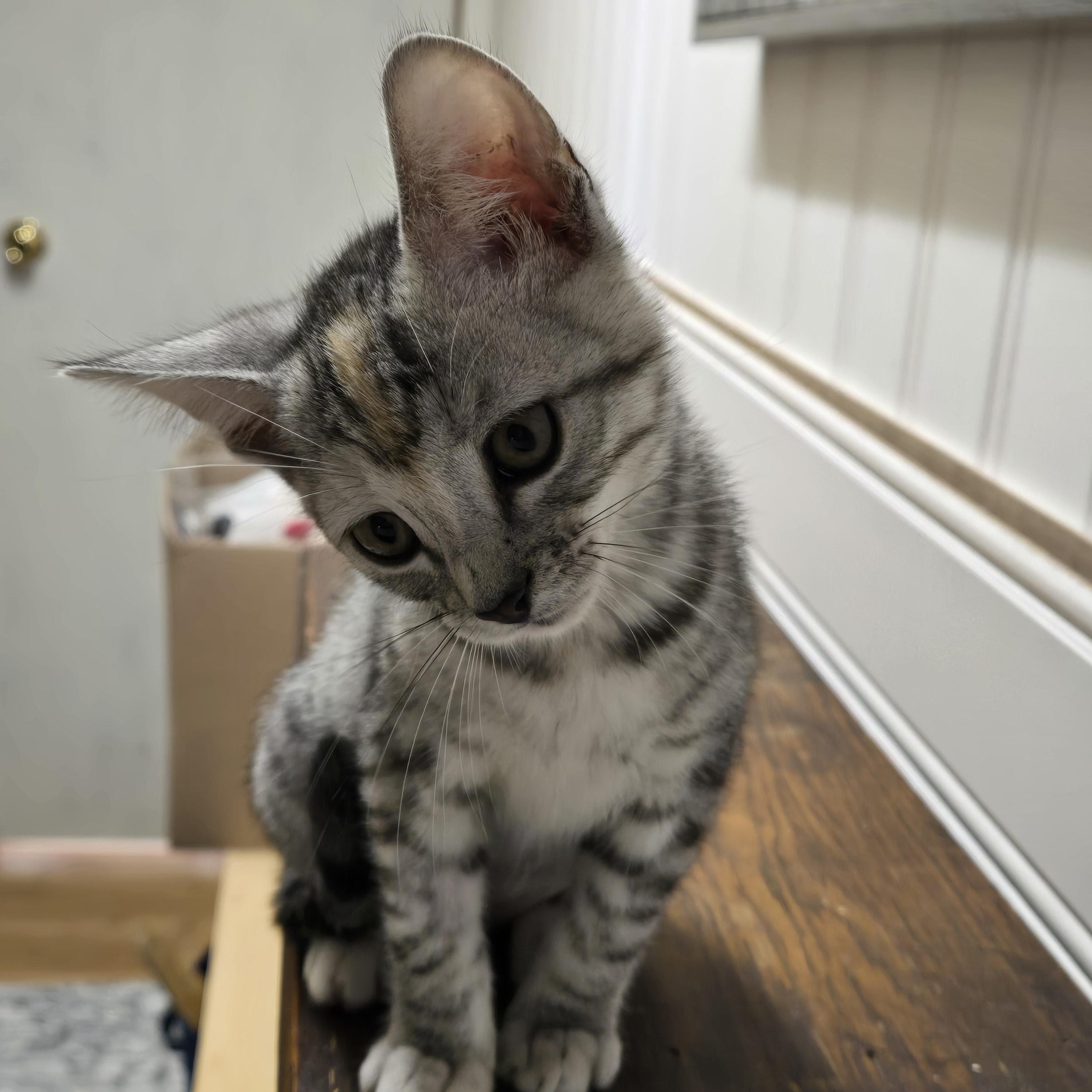 Enlarge Star-kj/ssb, a ADOPTABLE mixed breed in Burlington, WA image 4/5