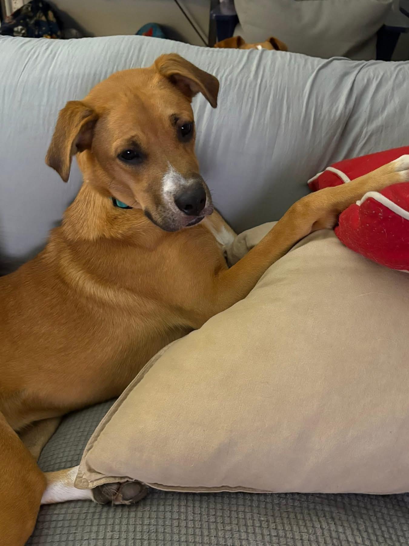 Enlarge Scout, a Adopted mixed breed in Foley, AL image 1/2