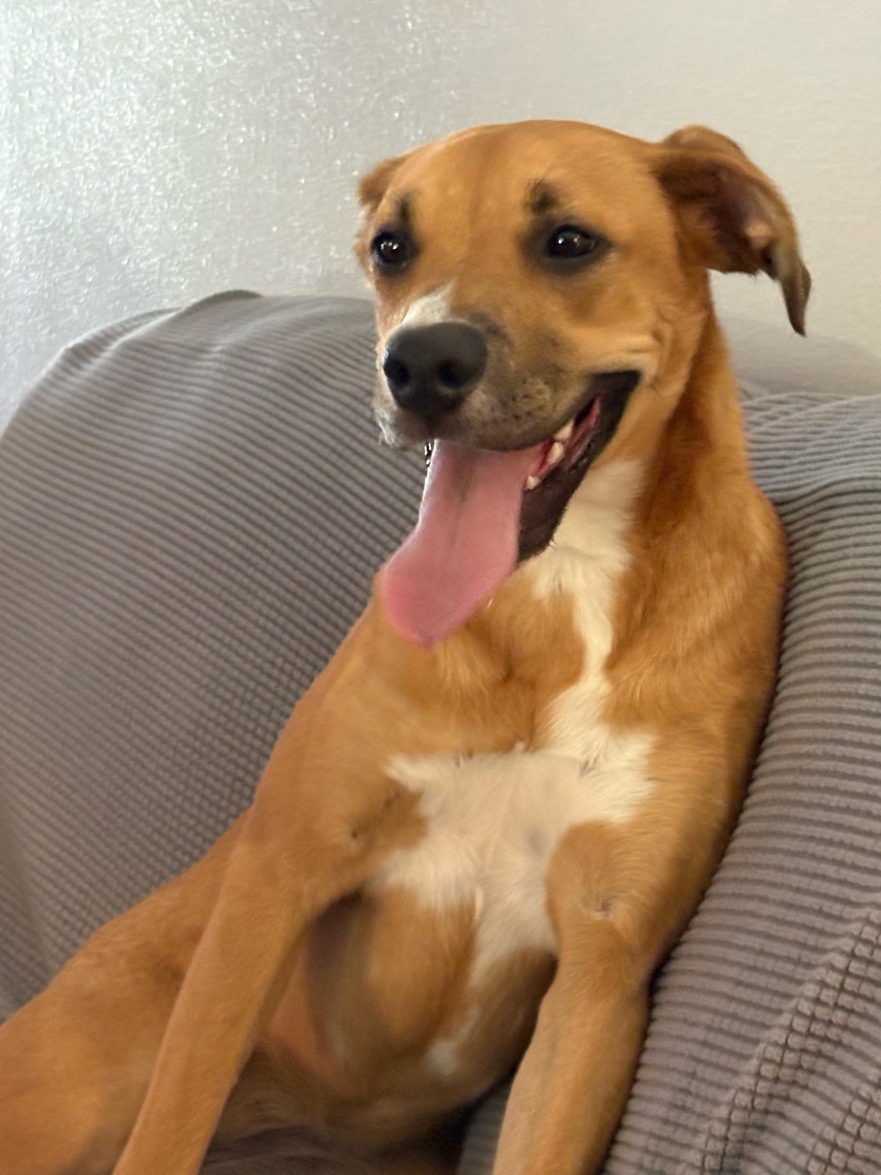 Enlarge Scout, a Adopted mixed breed in Foley, AL image 2/2