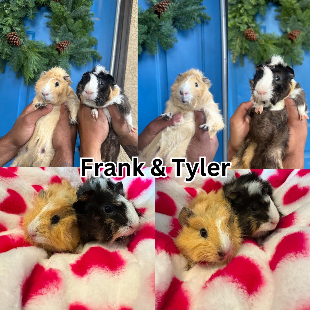 Enlarge Frank & Tyler, a ADOPTABLE Abyssinian in Ripon, CA image 1/1