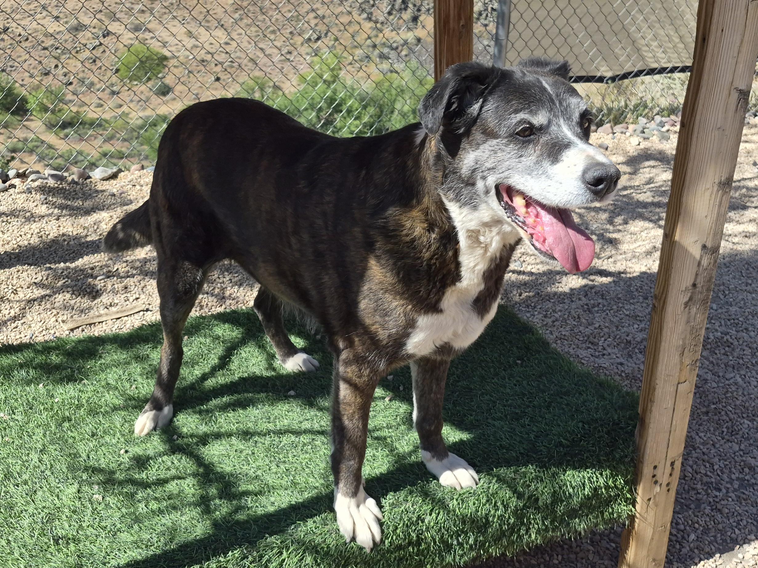 Enlarge Lola, a ADOPTABLE mixed breed in La Verkin, UT image 1/1