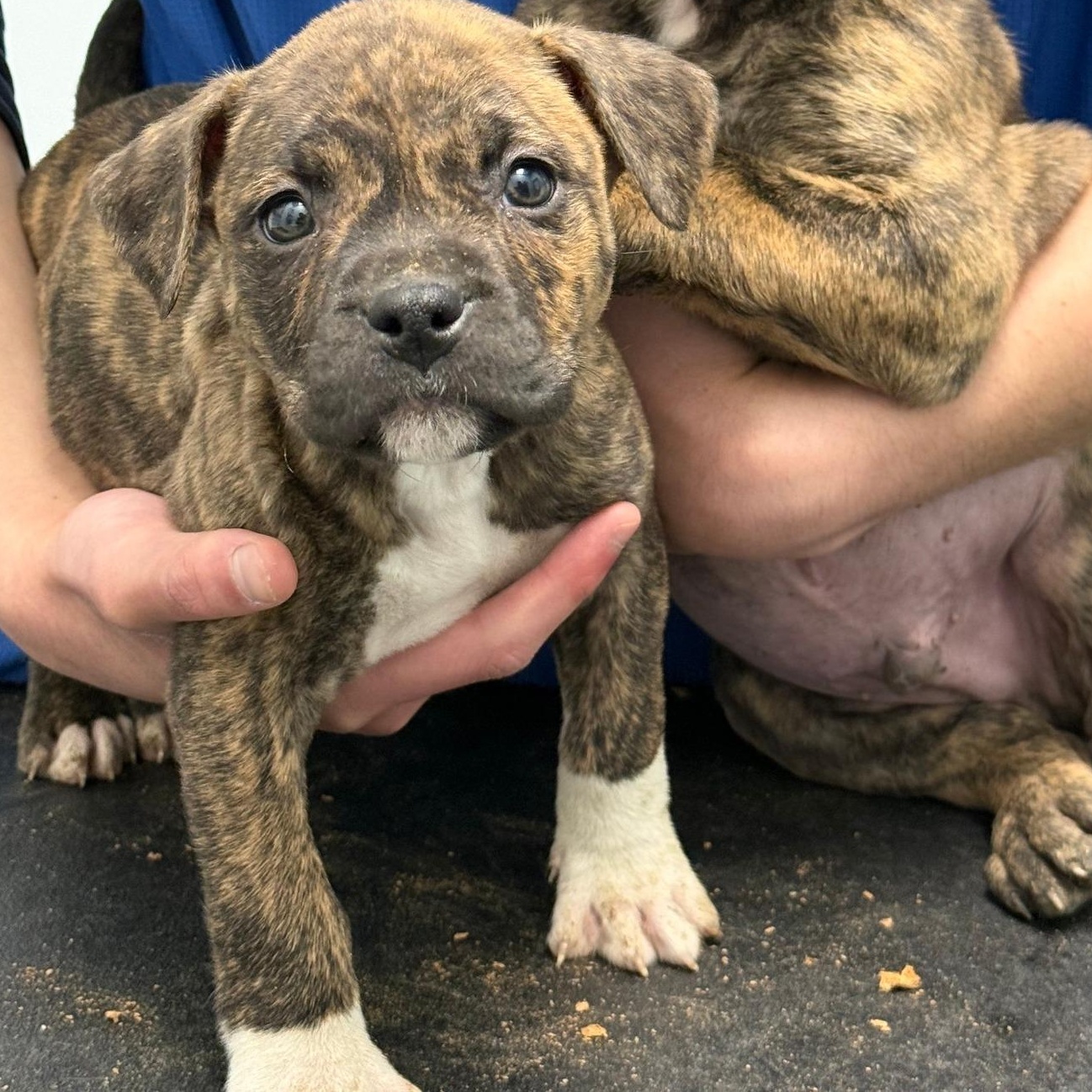 Crinkle, a ADOPTABLE mixed breed in Scarborough, ON image 5/6