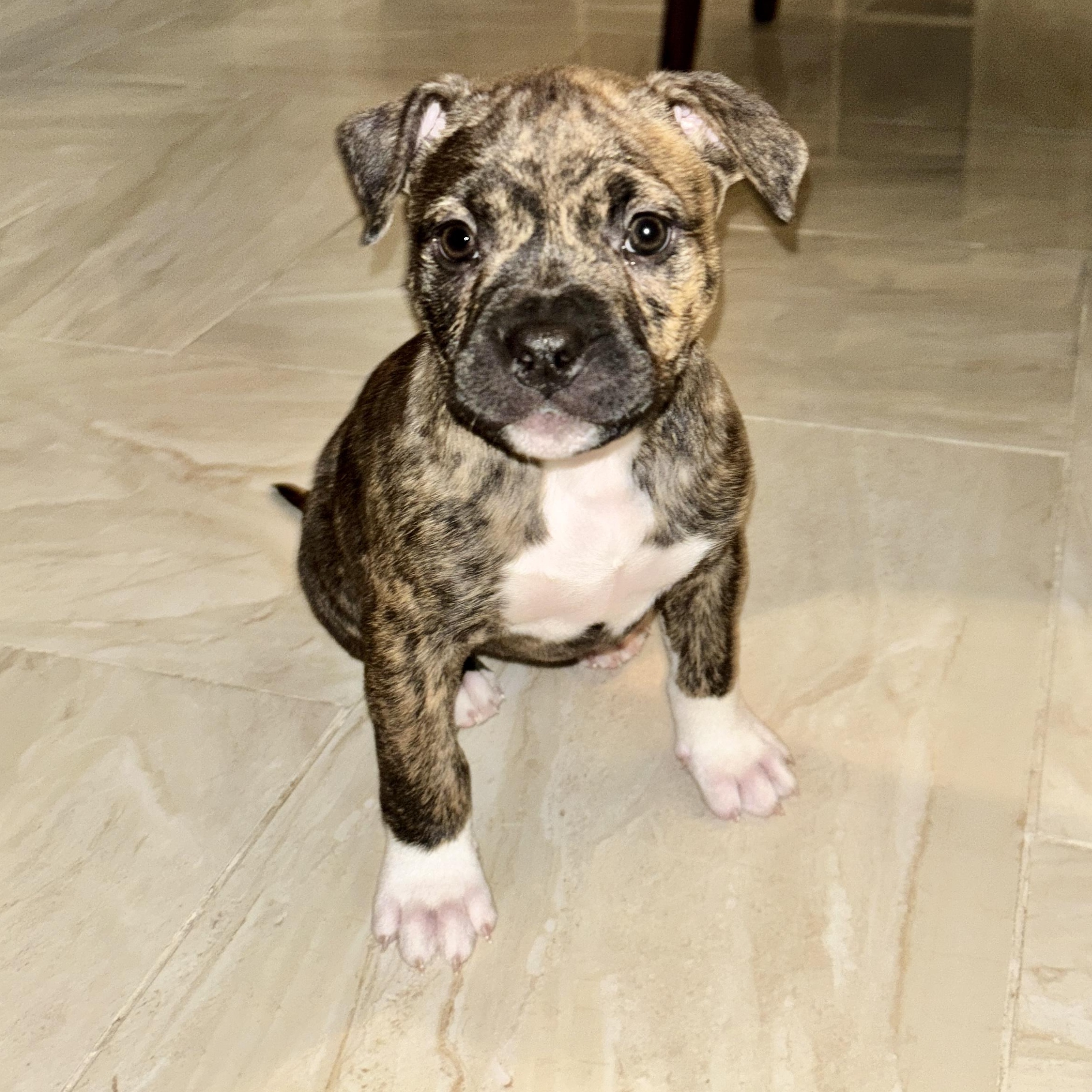 Crinkle, ADOPTABLE, Puppy Female American Bulldog & Yellow Labrador Retriever.