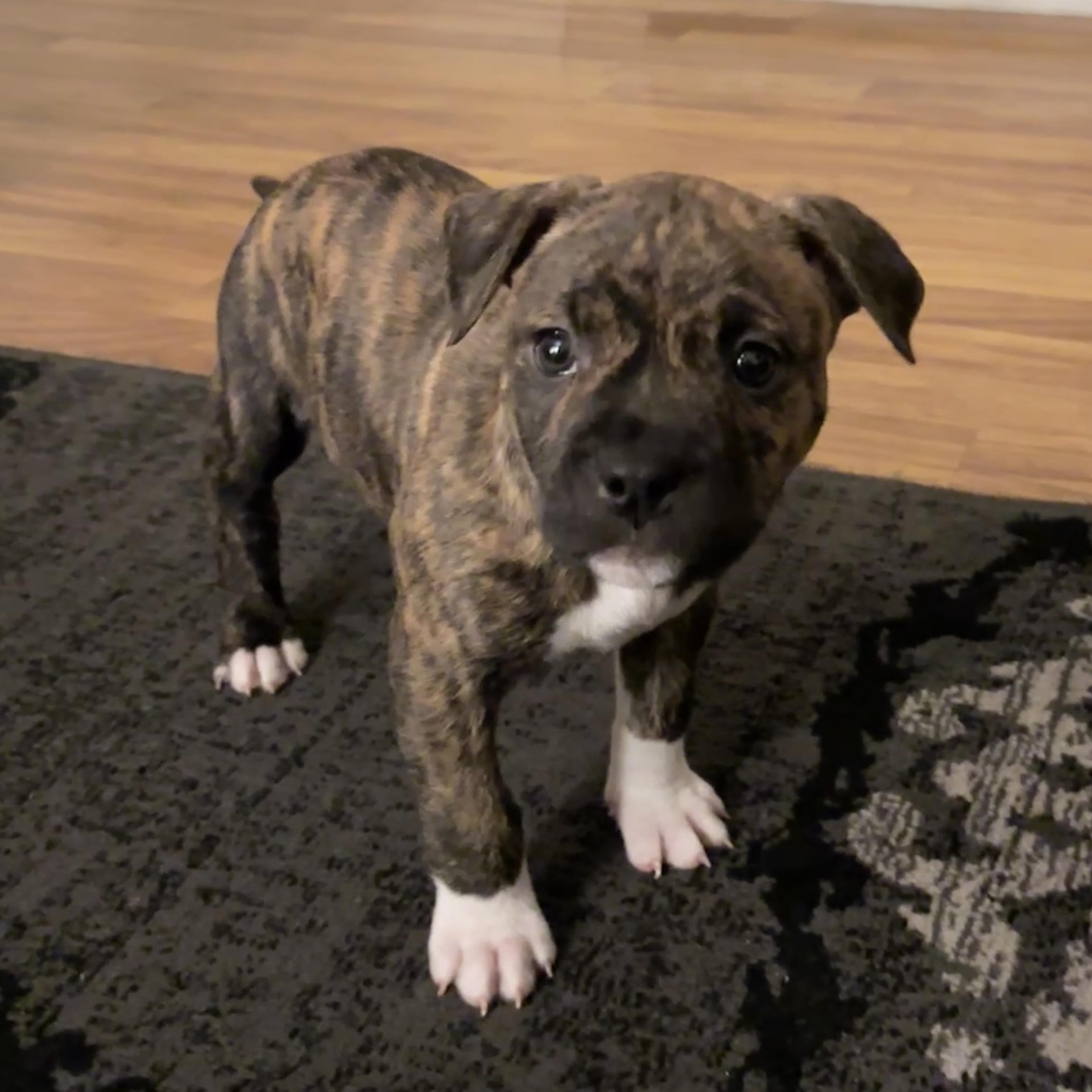 Crinkle, a ADOPTABLE mixed breed in Scarborough, ON image 2/6