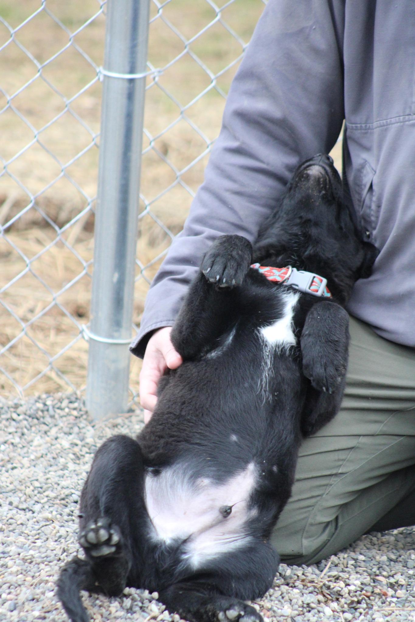 Enlarge Dylan, an adopted mixed breed in Weaverville, CA image 5/6