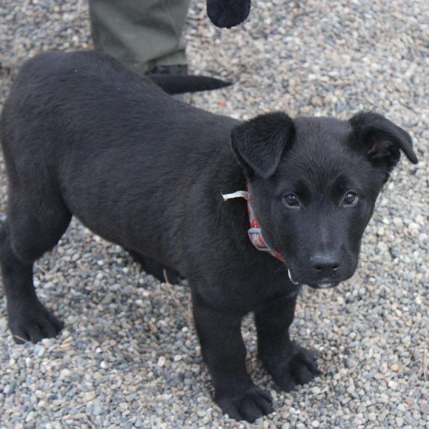Enlarge Dylan, an adopted mixed breed in Weaverville, CA image 1/6