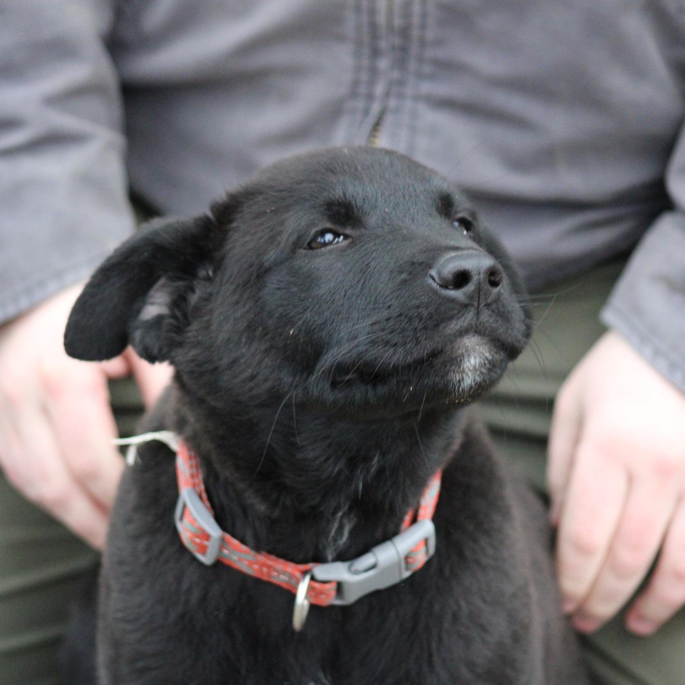Enlarge Dylan, an adopted mixed breed in Weaverville, CA image 3/6