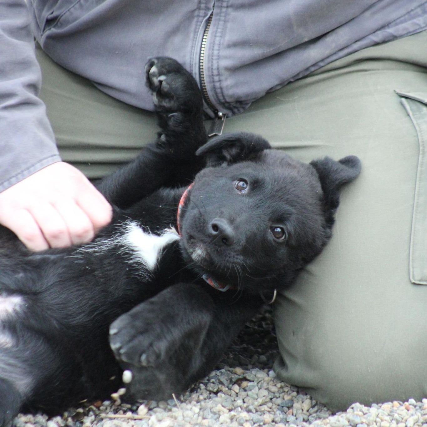 Enlarge Dylan, an adopted mixed breed in Weaverville, CA image 6/6