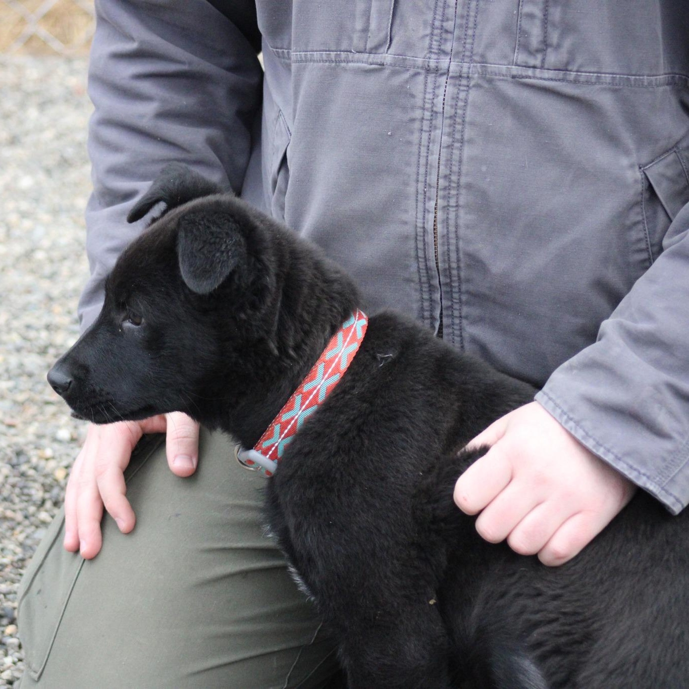 Enlarge Dylan, an adopted mixed breed in Weaverville, CA image 2/6