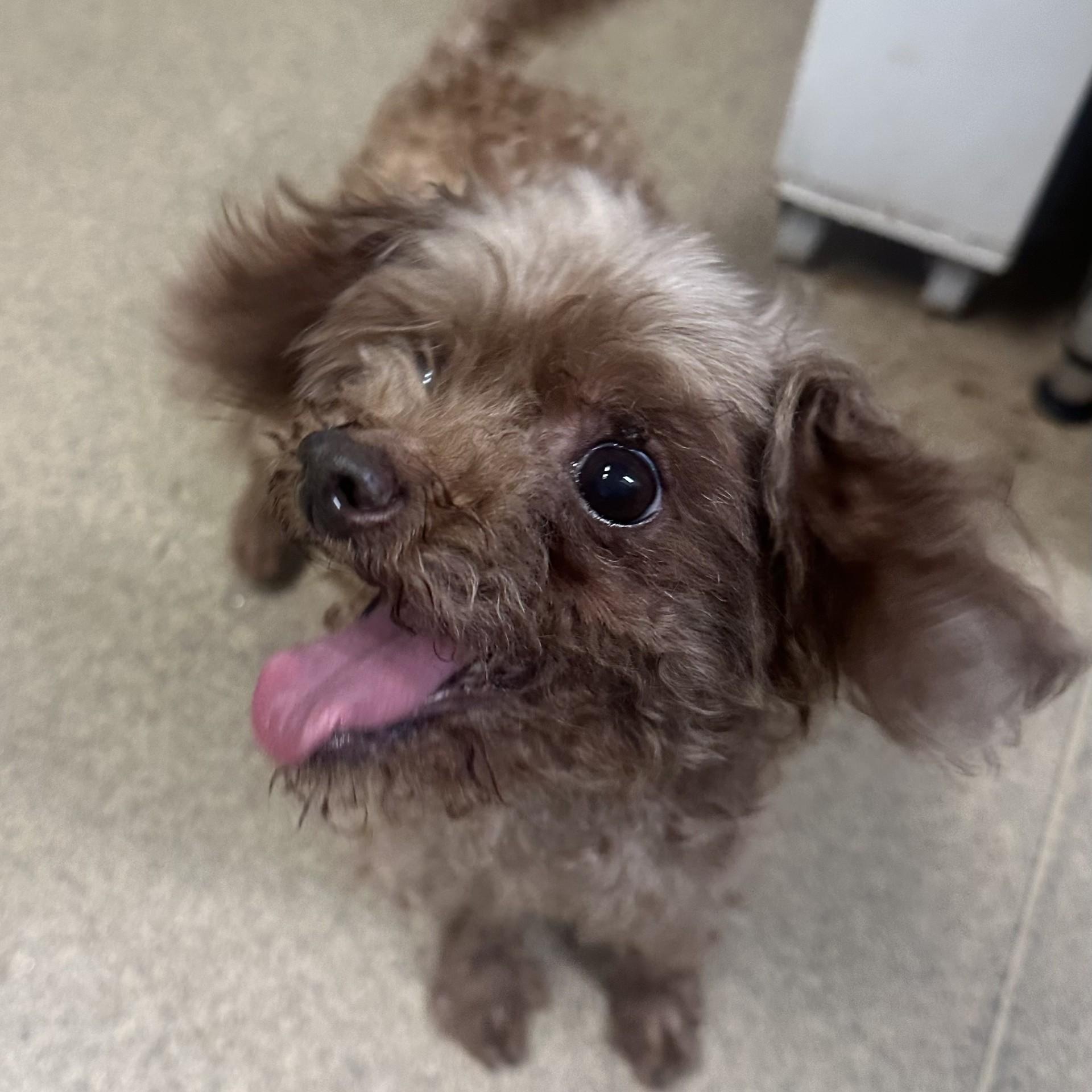 Enlarge Rudy, a Adoptable Miniature Poodle in Vancouver, BC image 2/3