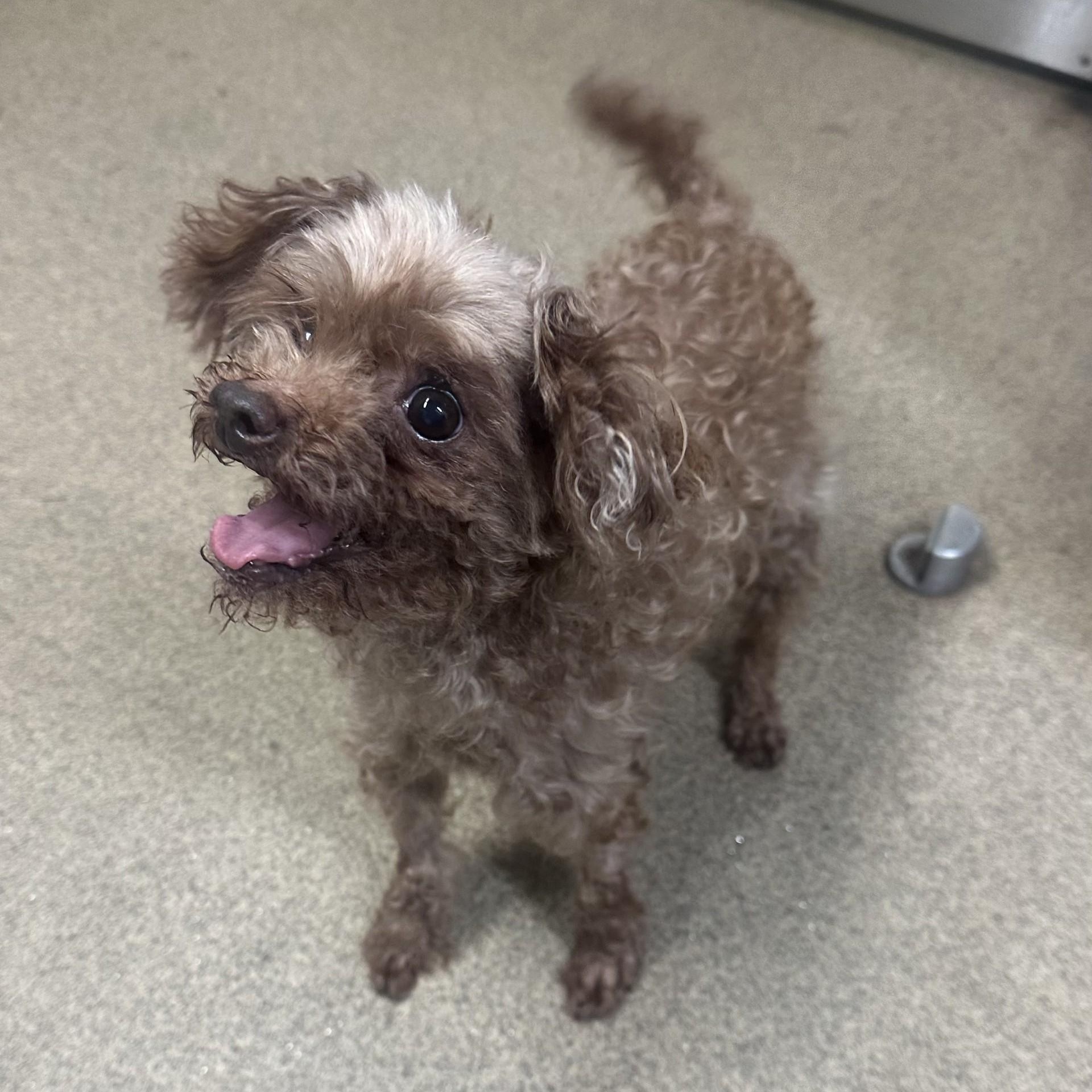 Enlarge Rudy, a Adoptable Miniature Poodle in Vancouver, BC image 1/3