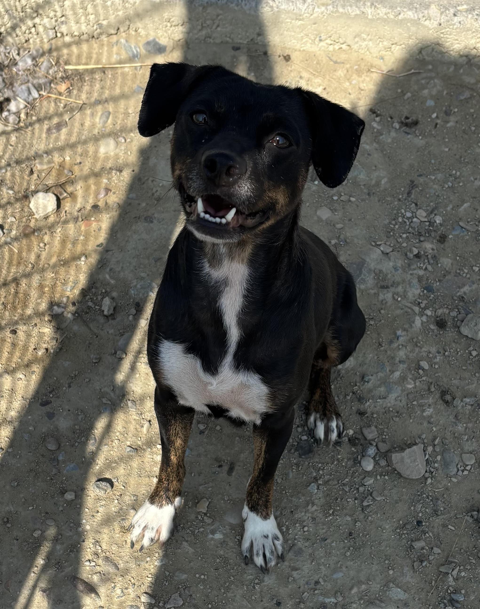 MJ, adopted, Adult Female Mixed Breed.