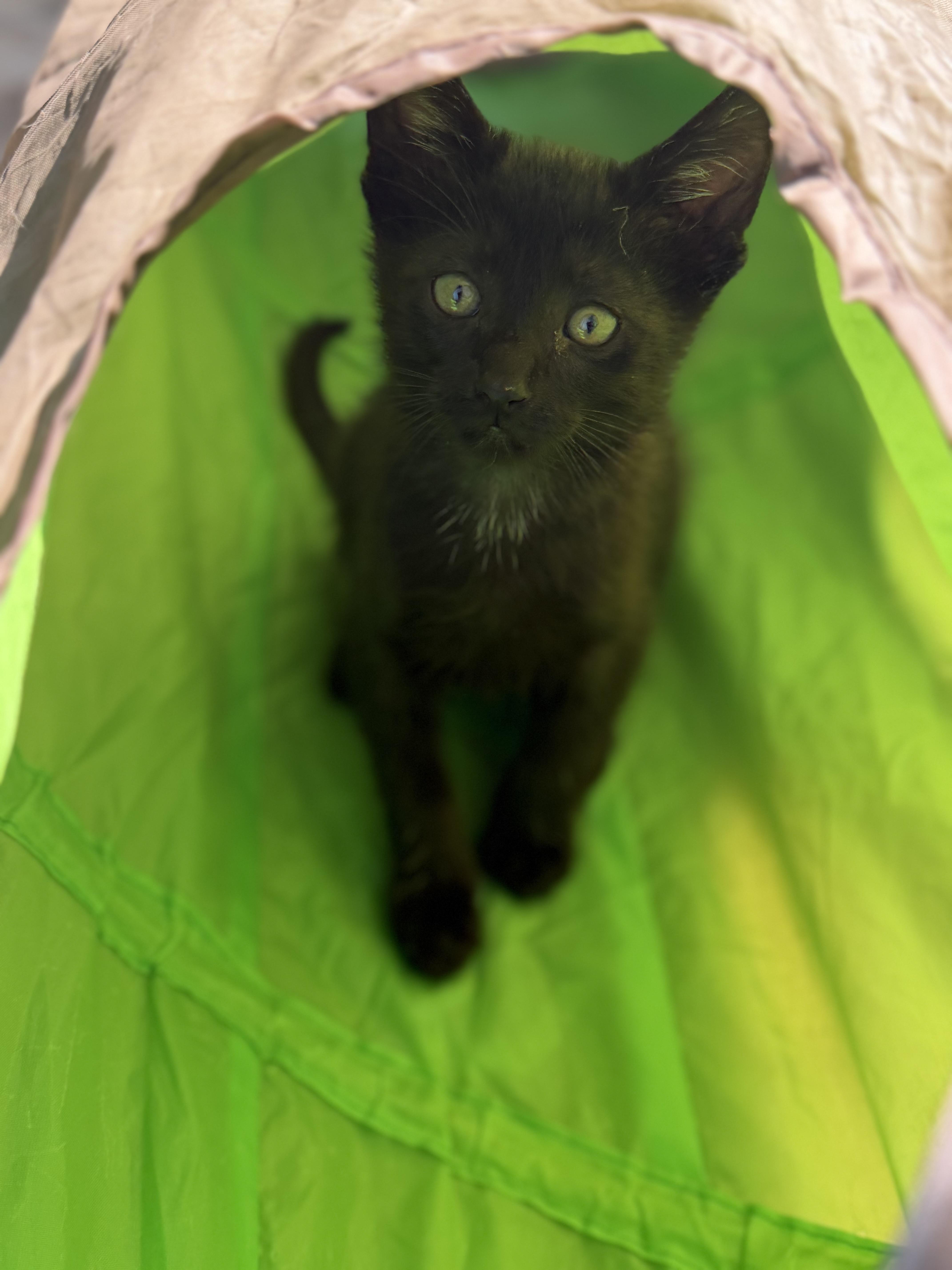 Enlarge Bo Peep, a ADOPTABLE Domestic Short Hair in Dodgeville, WI image 1/1