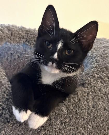 Enlarge Gandalf, a Adoptable mixed breed in Quakertown, PA image 1/3