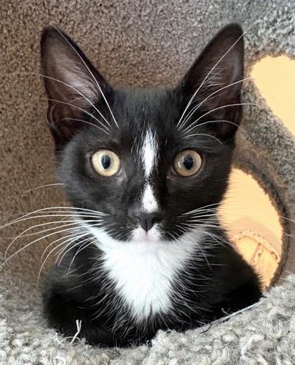 Enlarge Gandalf, a Adoptable mixed breed in Quakertown, PA image 2/3