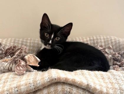 Enlarge Gandalf, a Adoptable mixed breed in Quakertown, PA image 3/3