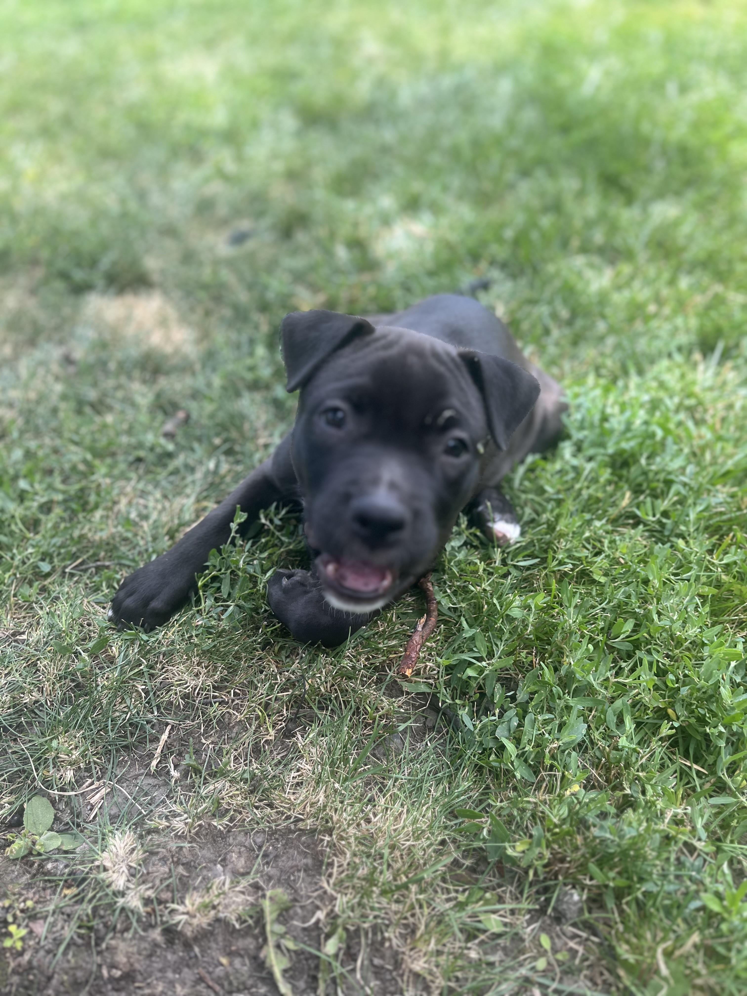 John, Adoptable, Puppy Male Pit Bull Terrier.