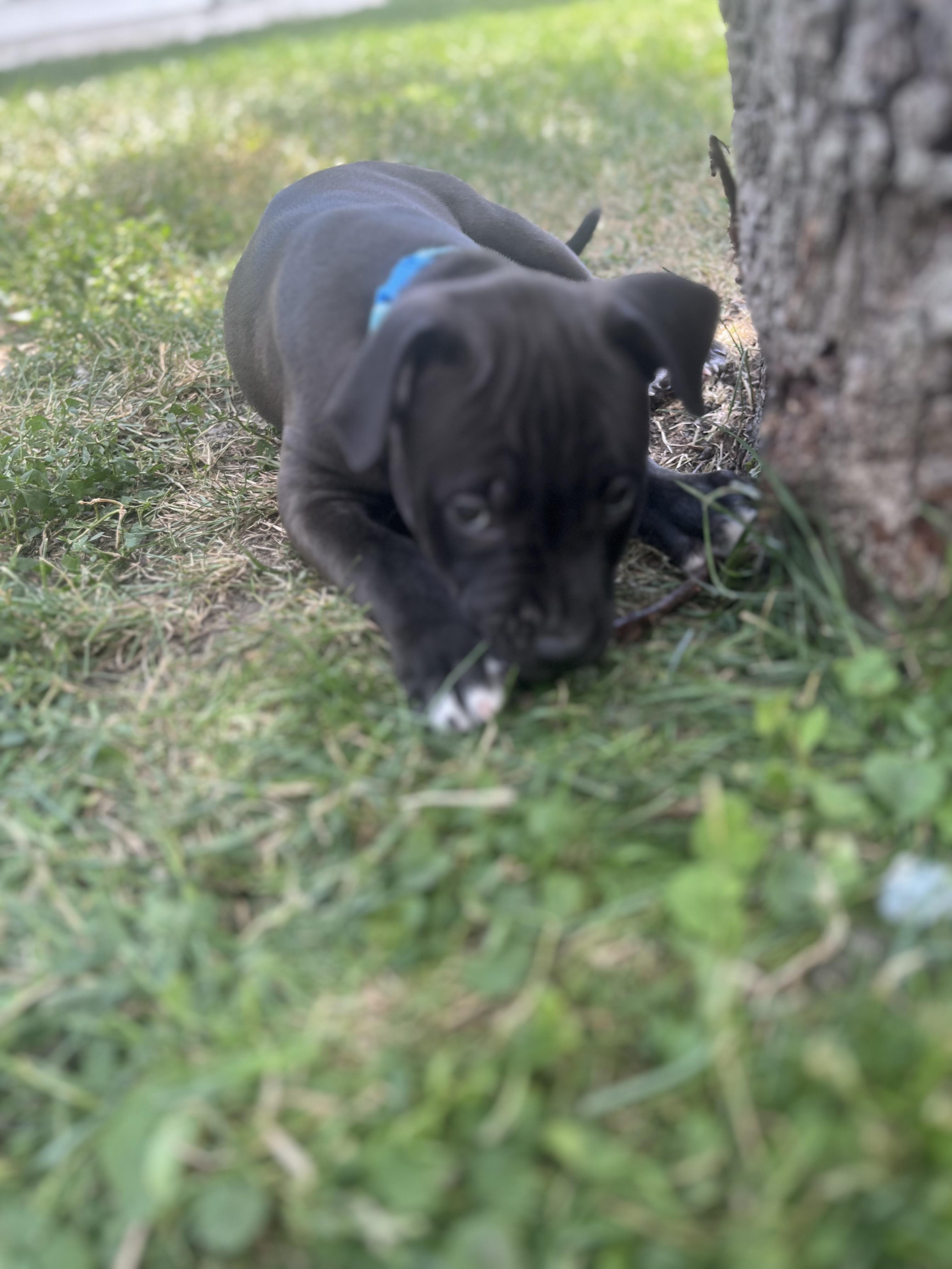 Enlarge John, a Adoptable mixed breed in St. Clair Shores, MI image 2/5